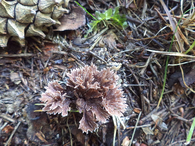 plesňovka Thelephora sp.