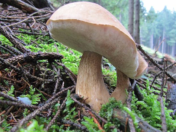 podhríb žlčový Tylopilus felleus (Bull.) P. Karst.