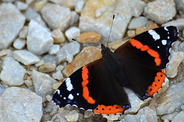 bábôčka admirálska Vanessa atalanta