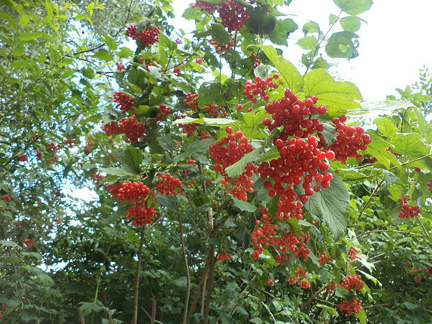 kalina obyčajná Viburnum opulus L.