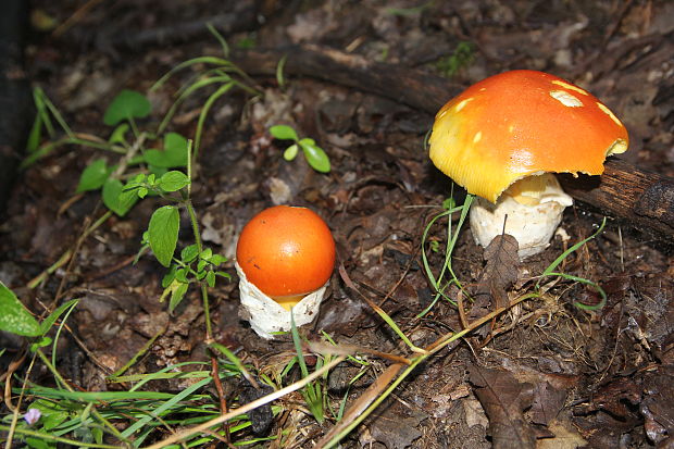 muchotrávka cisárska Amanita caesarea (Scop.) Pers.