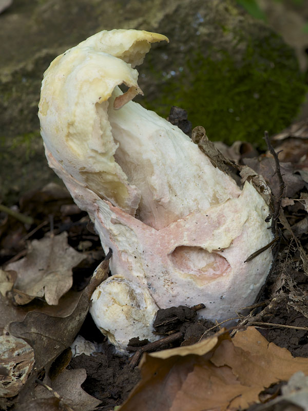 muchotrávka cisárska Amanita caesarea (Scop.) Pers.