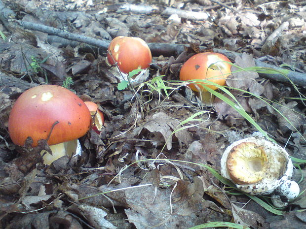 muchotrávka cisárska Amanita caesarea (Scop.) Pers.