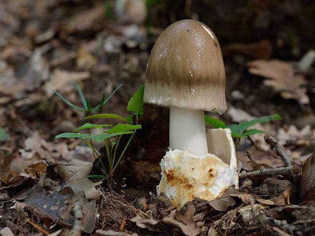 muchotrávka umbrovožltá Amanita cf. battarrae (Boud.) Bon