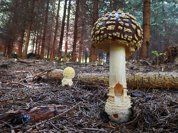 muchotrávka kráľovská Amanita regalis (Fr.) Michael