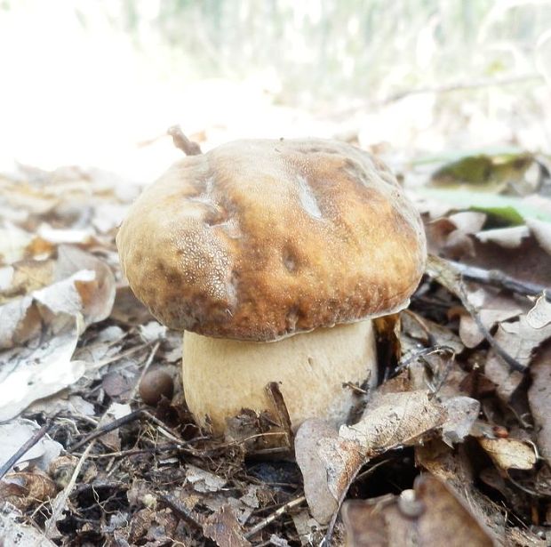 hríb bronzový Boletus aereus Bull. ex Fr.