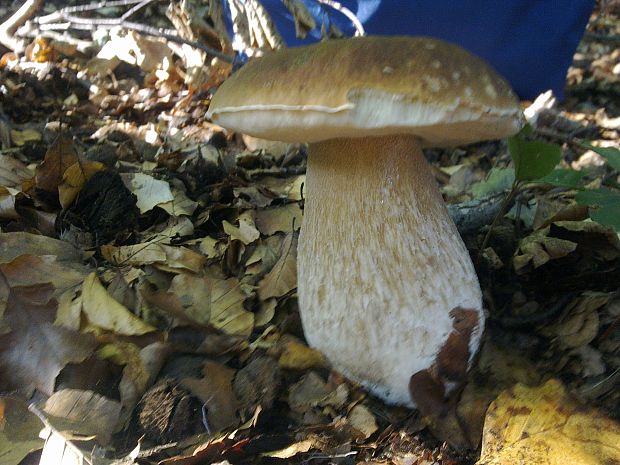 hríb smrekový Boletus edulis Bull.