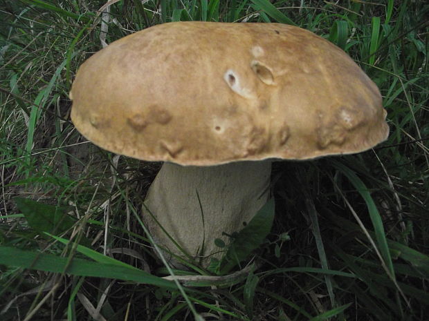 hríb smrekový Boletus edulis Bull.