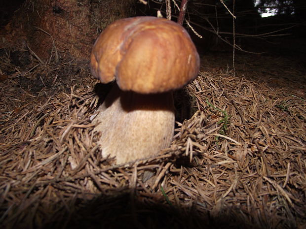 hríb smrekový Boletus edulis Bull.