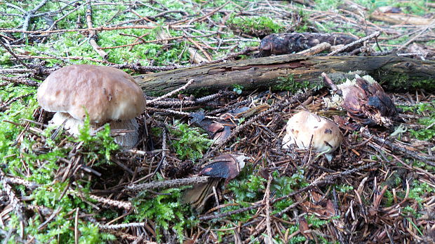 hríb smrekový Boletus edulis Bull.