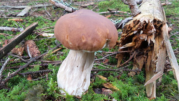 hríb smrekový Boletus edulis Bull.