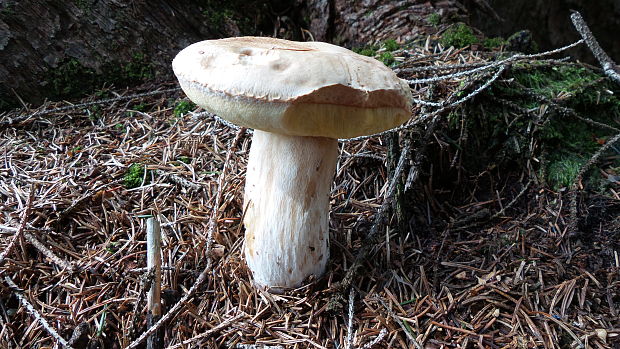 hríb smrekový Boletus edulis Bull.