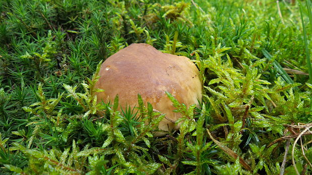 hríb smrekový Boletus edulis Bull.