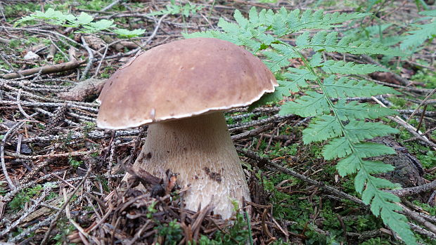 hríb smrekový Boletus edulis Bull.