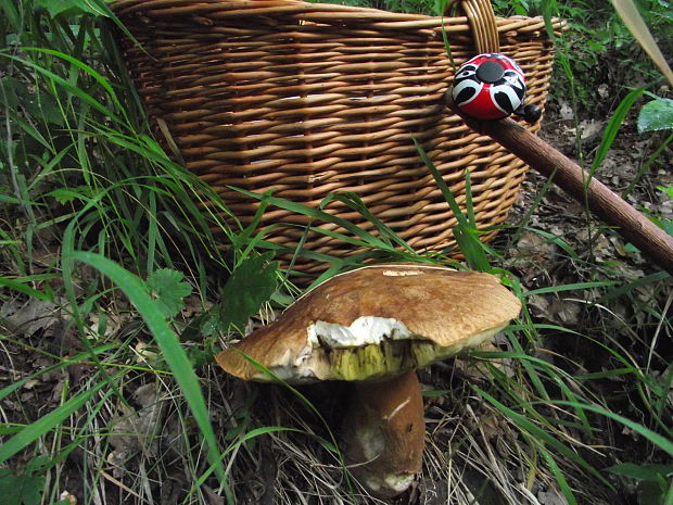 hríb dubový Boletus reticulatus Schaeff.