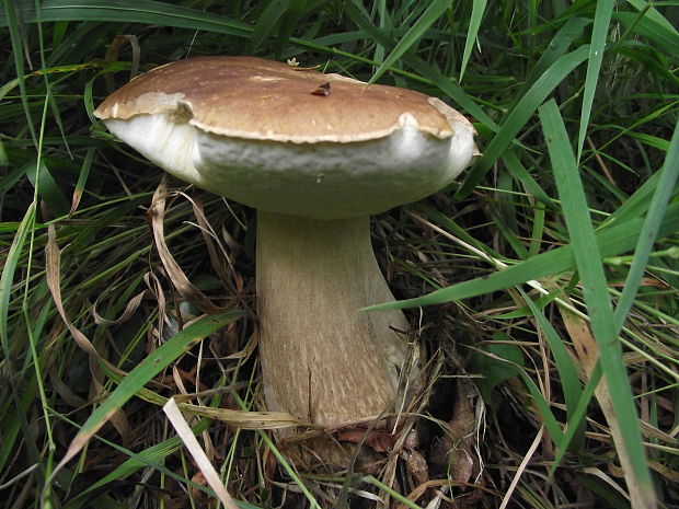 hríb dubový Boletus reticulatus Schaeff.