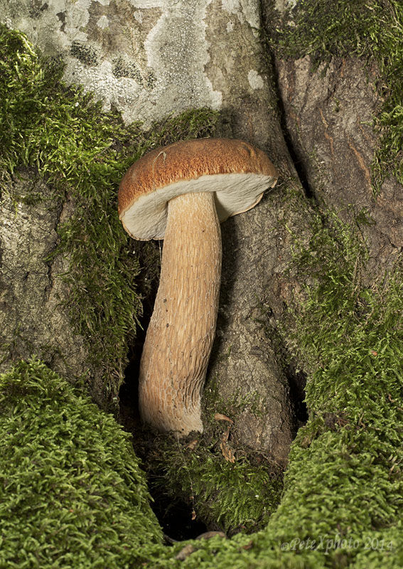 hríb dubový Boletus reticulatus Schaeff.