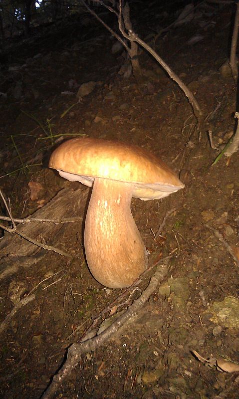 hríb dubový Boletus reticulatus Schaeff.