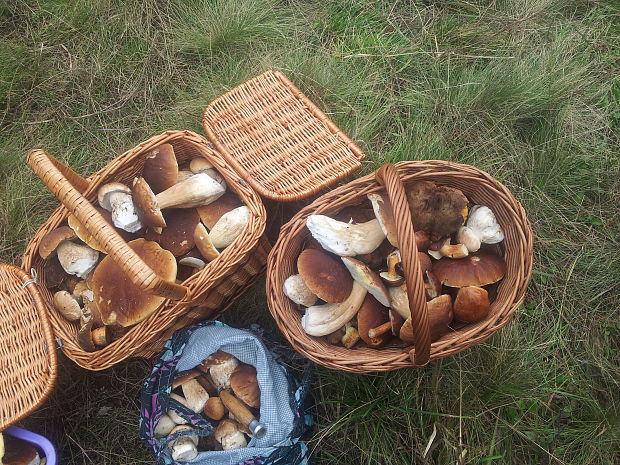 hríb dubový Boletus reticulatus Schaeff.