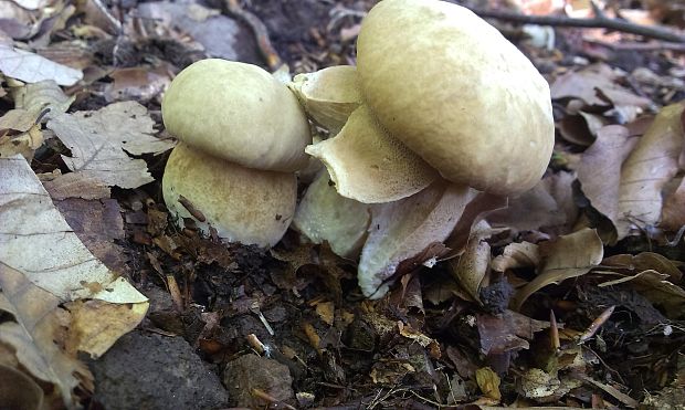 hríb dubový Boletus reticulatus Schaeff.