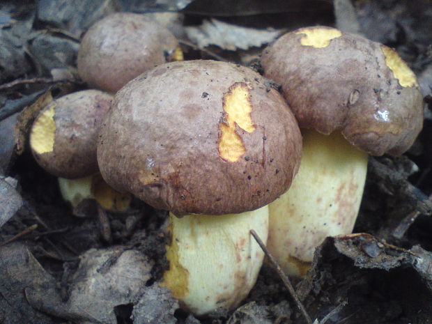 hríb príveskatý Butyriboletus appendiculatus (Schaeff. ex Fr.) Secr.