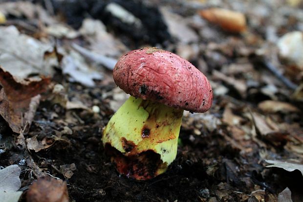 hríb kráľovský Butyriboletus regius (Krombh.) D. Arora & J.L. Frank