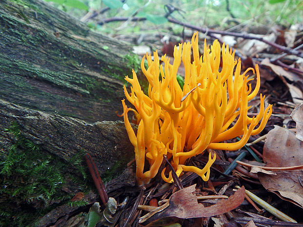 parôžkovec lepkavý Calocera viscosa (Pers.) Fr.