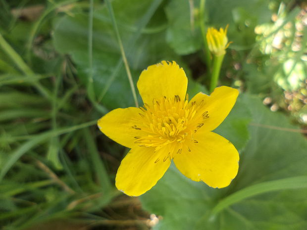 záružlie močiarne Caltha palustris L.