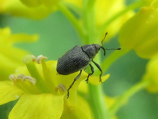 nosatec Ceutorhynchus sp.