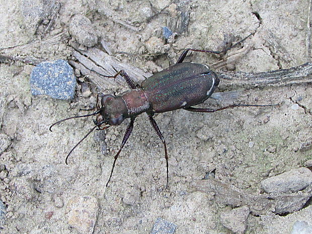 lesomil Cicindela germanica