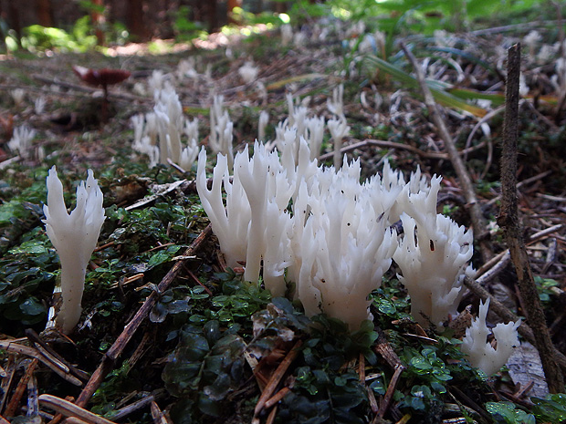 konárovka hrebenitá Clavulina coralloides (L.) J. Schröt.