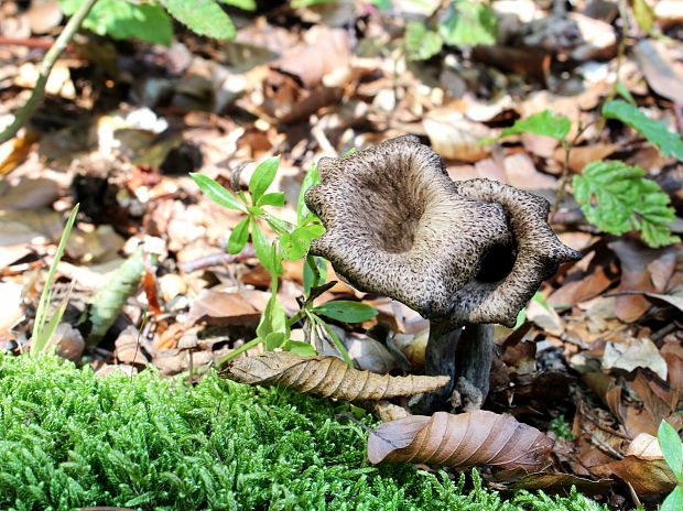 lievik trúbkovitý Craterellus cornucopioides (L.) Pers.