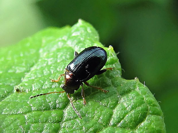 dřepčík vrbový Crepidodera aurata