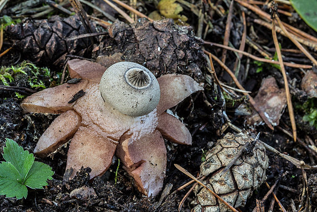 hviezdovka Geastrum sp.