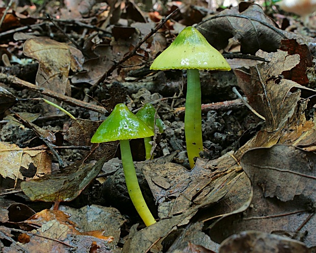 lúčnica žltozelená Gliophorus psittacinus (Schaeff.) Herink