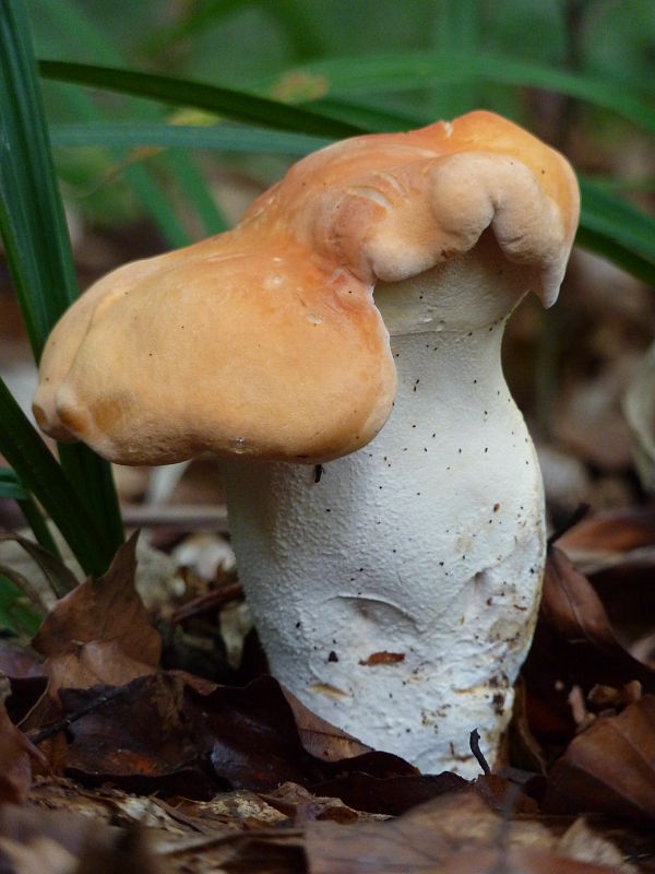 jelenka poprehýbaná Hydnum repandum L.