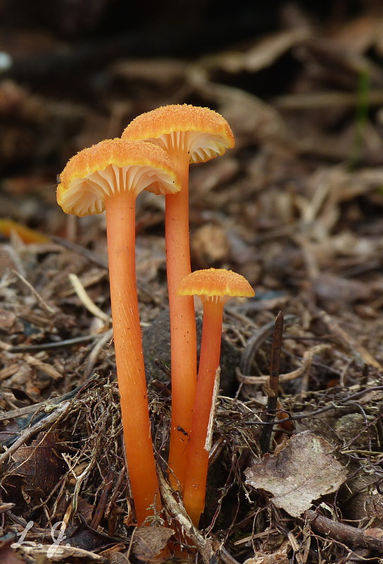 lúčnica kuriatkovitá Hygrocybe lepida Arnolds