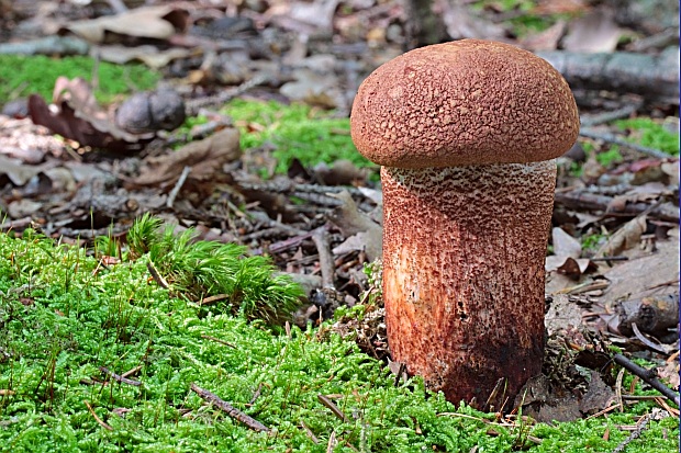 kozák dubový Leccinum aurantiacum (Bull.) Gray