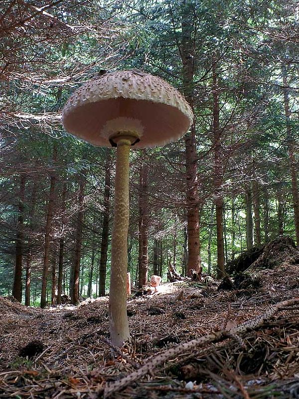 bedľa vysoká Macrolepiota procera (Scop.) Singer