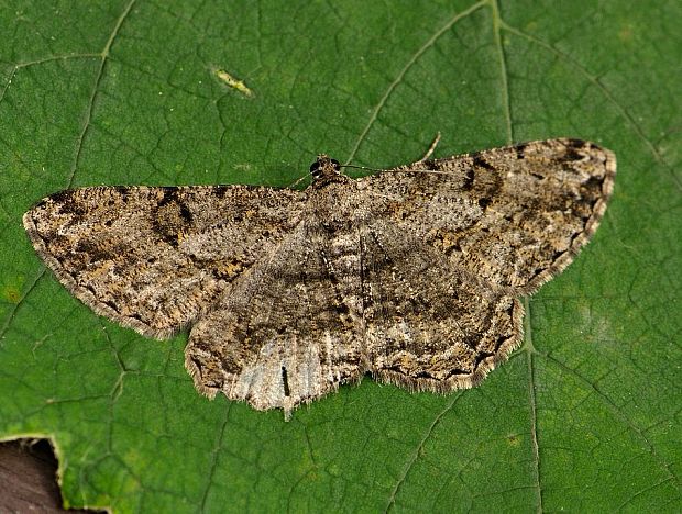 kôrovka trnková Peribatodes rhomboidaria