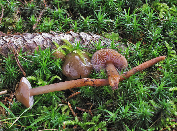 koreňovica olivová Phaeocollybia festiva (Fr.) R. Heim