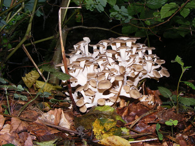 trúdnik klobúčkatý Polyporus umbellatus (Pers.) Fr.