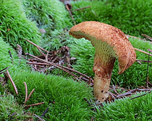 hríbovec dutohlúbikový Suillus cavipes (Opat.) A.H. Sm. & Thiers