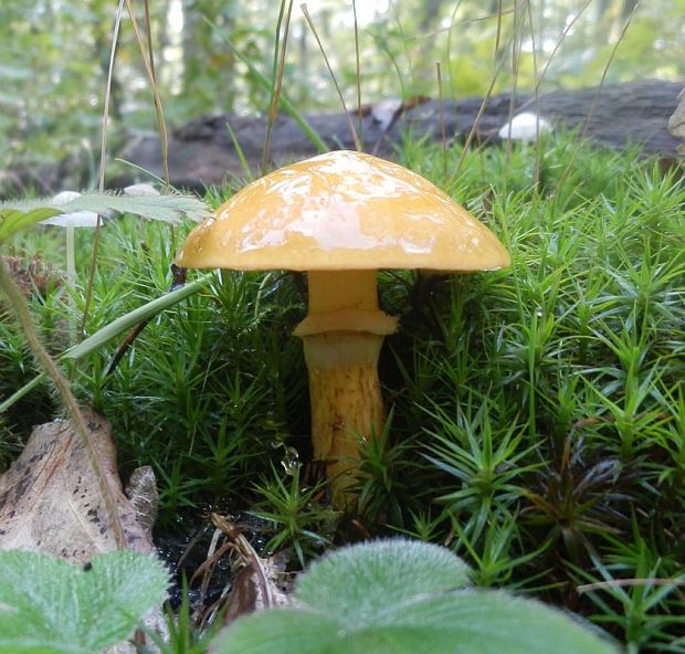 masliak smrekovcový Suillus grevillei (Klotzsch) Singer