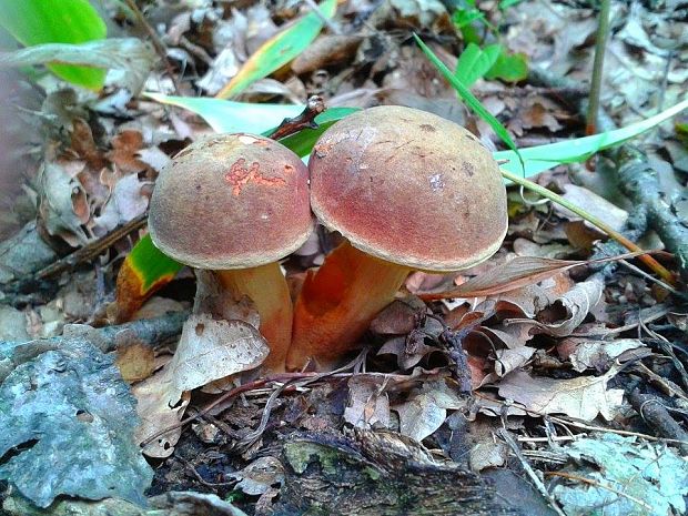 suchohríb broskyňový  Xerocomellus persicolor (H. Engel, Klofac, H. Grünert & R. Grünert) F. Roqué