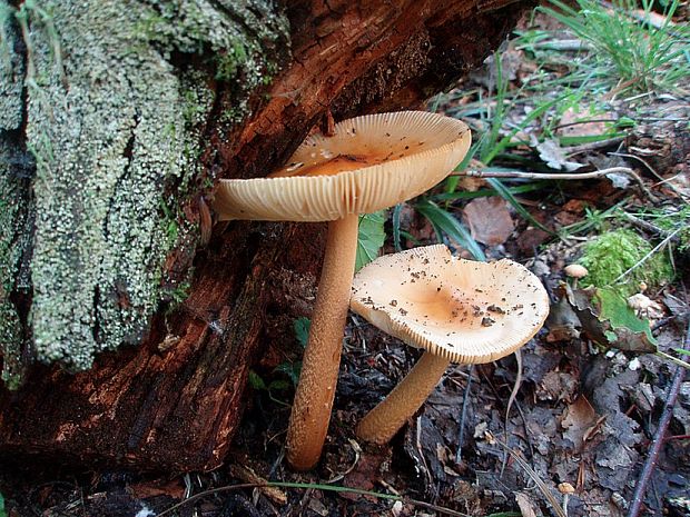 muchotrávka oranžová Amanita crocea (Quél.) Singer