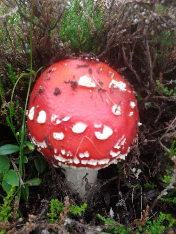 muchotrávka červená Amanita muscaria (L.) Lam.