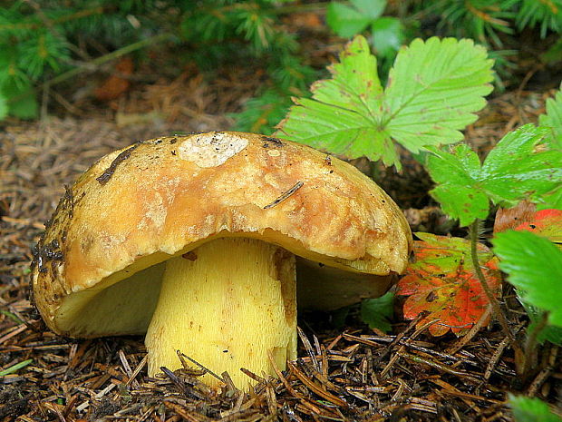 hríb horský Butyriboletus subappendiculatus (Dermek, Lazebn. & J. Veselský) D. Arora & J.L. Frank