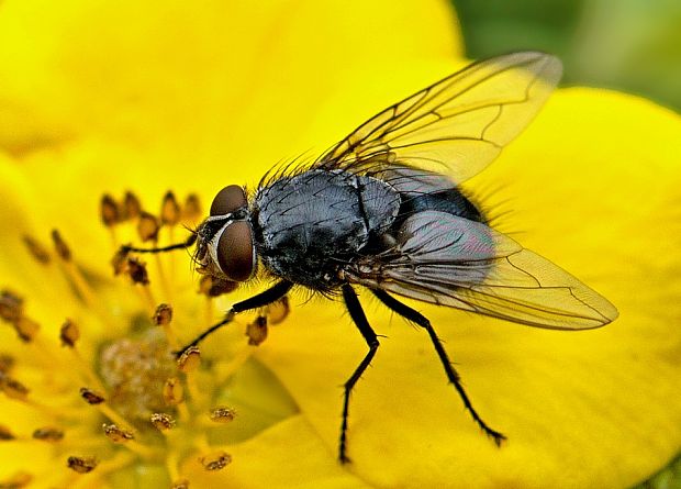 mucha Calliphora vomitoria