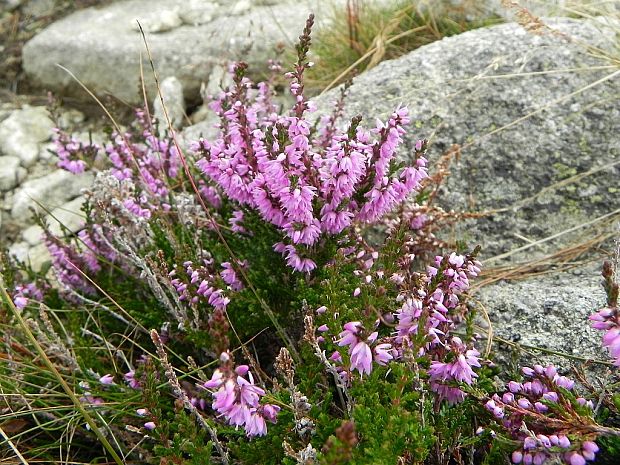 vres obyčajný Calluna vulgaris (L.) Hull